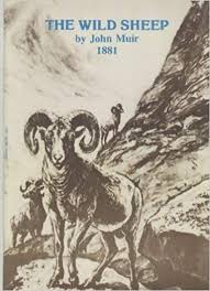 Wild Sheep John Muir